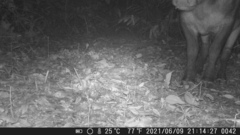 Syncerus caffer nanus