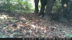 Loxodonta cyclotis