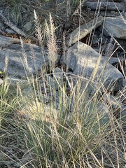 Muhlenbergia