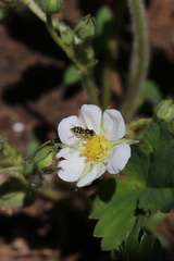 Toxomerus vertebratus