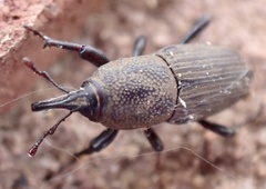 Sphenophorus