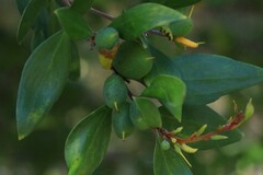 Persoonia stradbrokensis