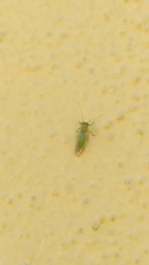 Psyllidae