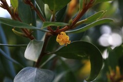 Persoonia stradbrokensis