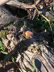 Flammulina velutipes