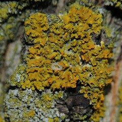Xanthomendoza ulophyllodes