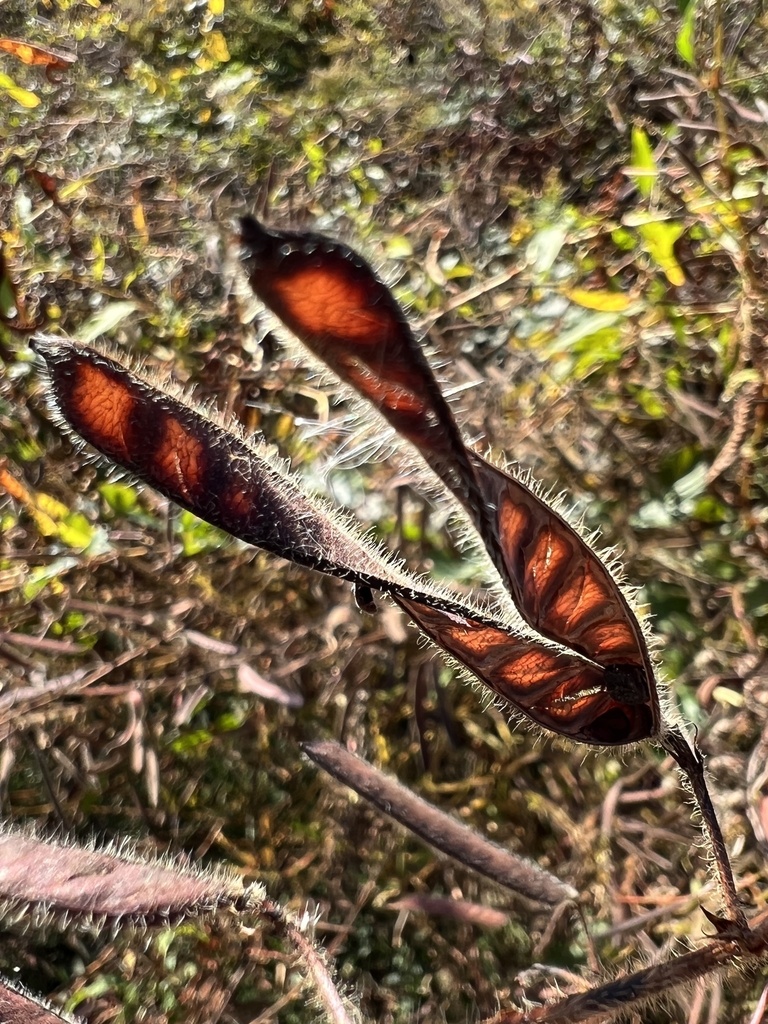 Chamaecrista fasciculata, Creek Landing Rd, Lancaster, VA, US