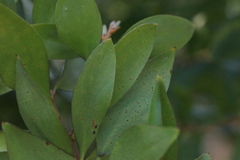 Persoonia stradbrokensis