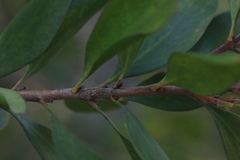 Persoonia stradbrokensis