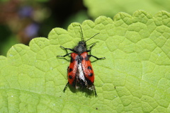Astylus trifasciatus