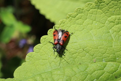 Astylus trifasciatus