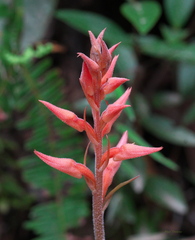 Sacoila lanceolata