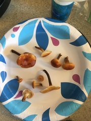 Flammulina velutipes