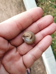 Gastropoda