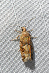 Zeiraphera canadensis