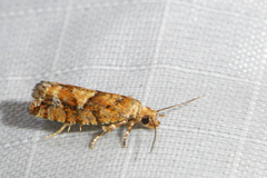 Zeiraphera canadensis