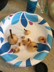 Flammulina velutipes