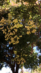 Koelreuteria bipinnata