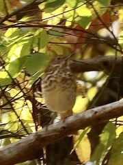 Catharus guttatus