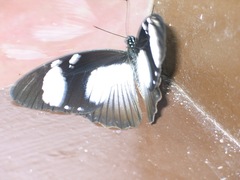 Papilio dardanus meseres