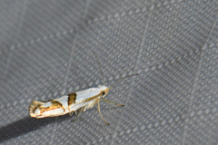 Argyresthia oreasella