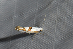 Argyresthia oreasella