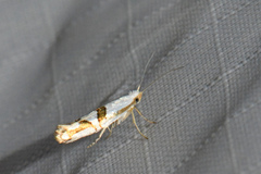 Argyresthia oreasella