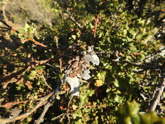 Disholcaspis prehensa