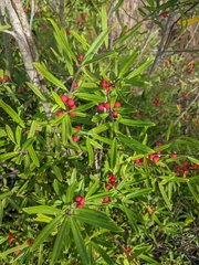 Ilex myrtifolia