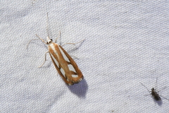 Catoptria latiradiellus