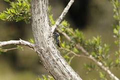 Stigmodera macularia