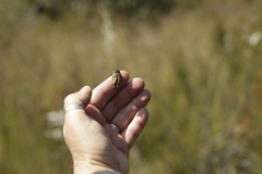 Stigmodera macularia