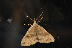 Phalaenostola eumelusalis