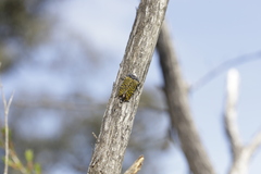 Stigmodera macularia