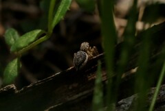 Maratus