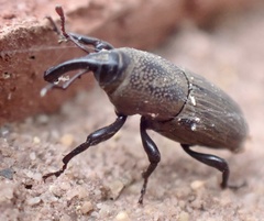 Sphenophorus