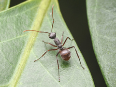 Polyrhachis bicolor