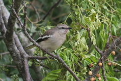 Mimus triurus