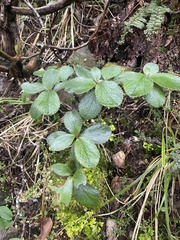 Macrolearia colensoi