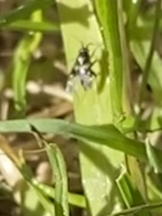 Spanagonicus albofasciatus