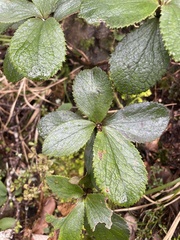 Macrolearia colensoi