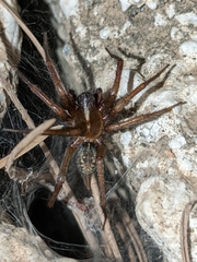 Lycosoides coarctata