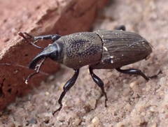 Sphenophorus