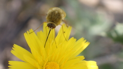Bombylius major