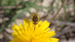 Bombylius major