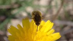 Bombylius major