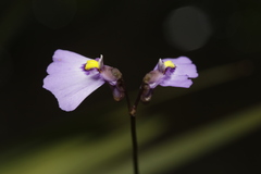 Utricularia barkeri