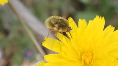 Bombylius major