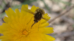 Bombylius major