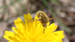 Bombylius major